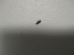 Arocatus melanocephalus