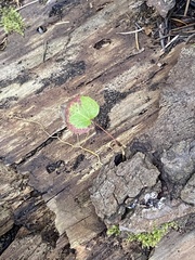 Berberis nervosa