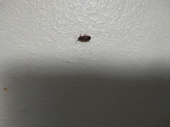 Arocatus melanocephalus