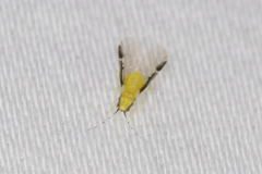 Monellia caryella