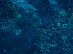 Cheilodipterus macrodon