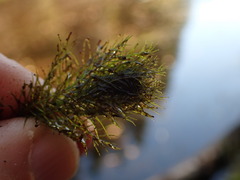 Myriophyllum aquaticum