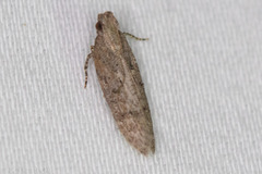 Hypatima