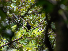 Psarocolius decumanus