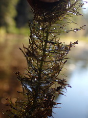 Myriophyllum aquaticum