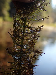 Myriophyllum aquaticum