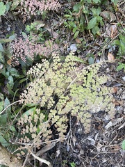 Adiantum tricholepis