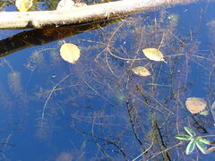 Myriophyllum aquaticum