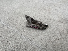 Agrius cingulata