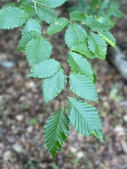 Betula lenta