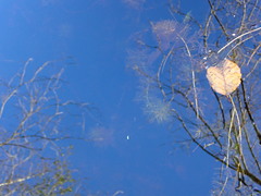 Myriophyllum aquaticum