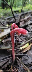Monotropa coccinea