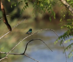 Cinnyris mariquensis