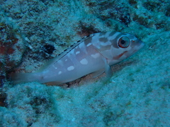 Epinephelus fasciatus