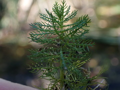 Myriophyllum aquaticum