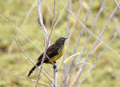 Agelasticus cyanopus