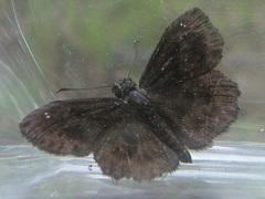 Staphylus hayhurstii