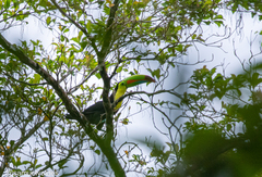 Ramphastos sulfuratus