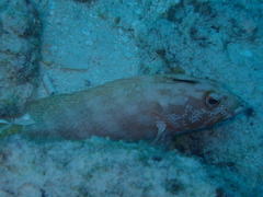 Cephalopholis urodeta