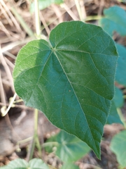 Passiflora vesicaria