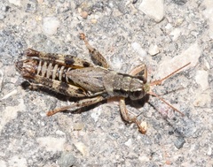 Melanoplus dawsoni