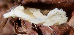 Aethes angustana