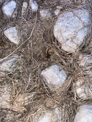 Lycosinae