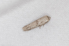 Hypatopa punctiferella