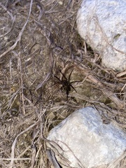 Lycosinae
