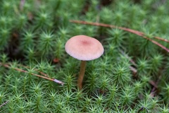 Mycena rosella