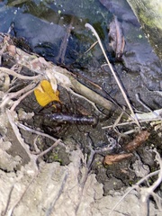 Procambarus clarkii