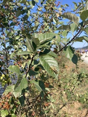 Malus fusca