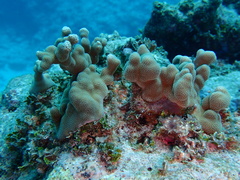 Porites deformis
