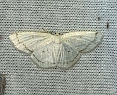 Protitame virginalis