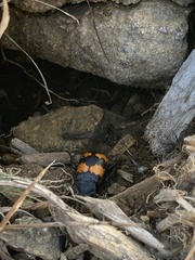 Nicrophorus