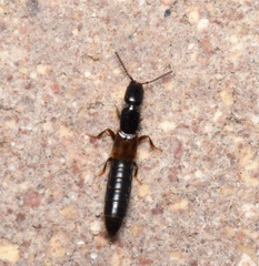 Xantholininae