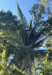 Arecaceae