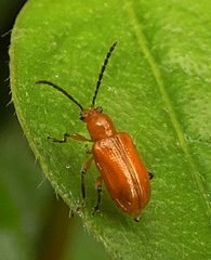 Lemini