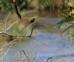 Cinnyris mariquensis