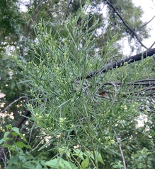 Baccharis neglecta