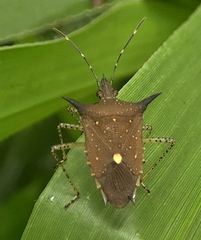 Proxys albopunctulatus