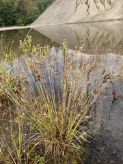 Juncus