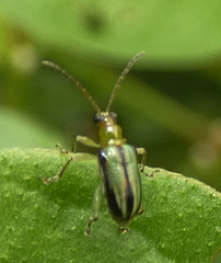 Lemini