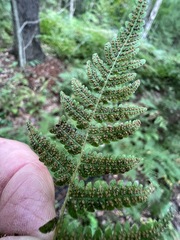 Phegopteris connectilis