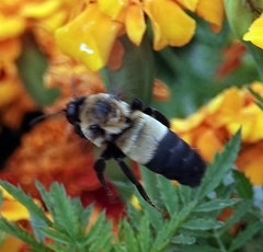 Bombus fraternus