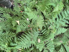 Phegopteris connectilis