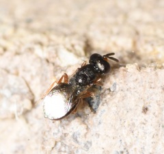 Pteromalidae