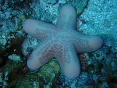 Choriaster granulatus