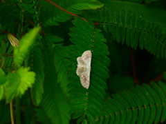 Ptychamalia perlata