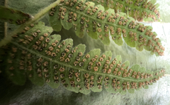 Phegopteris connectilis